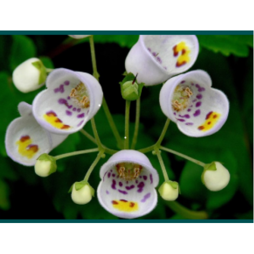 Jovellana violacea Spotted Violet Teacup Slipper Flower Plants